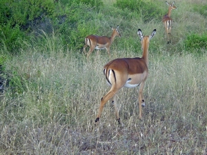 Impala's