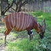 Bongo