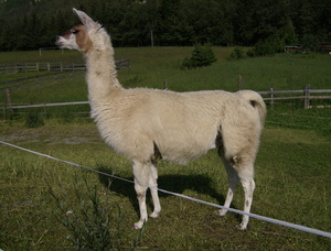 een van de lamas