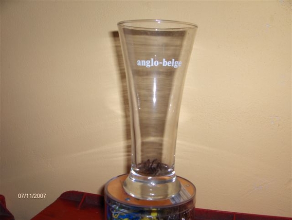 anglo 15,h=17cm,d=7,9cm