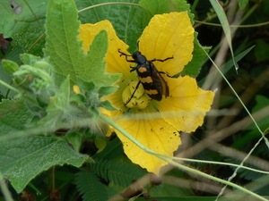 laos - natuur