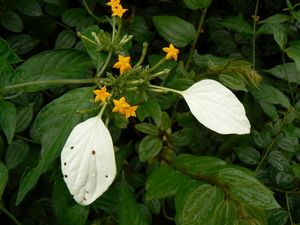 laos - natuur