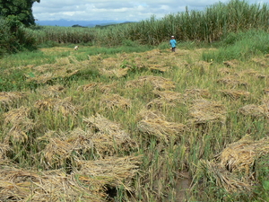 laos - natuur