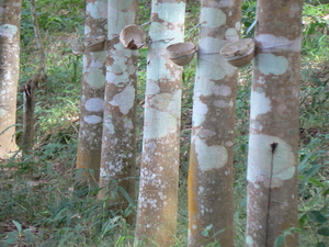 laos - natuur