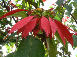 laos - natuur