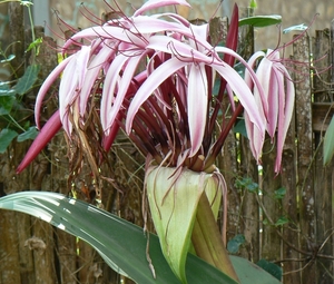 laos - natuur