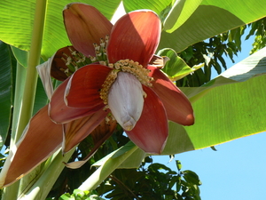 laos - natuur