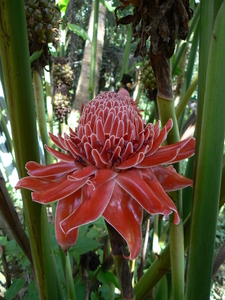 laos - natuur