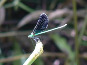 laos - natuur