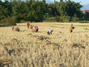 laos - natuur