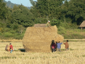 laos - natuur