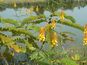 laos - natuur