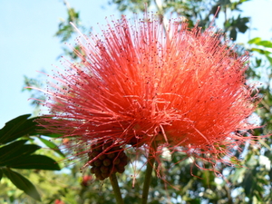 laos - natuur