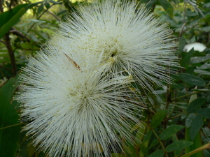 laos - natuur