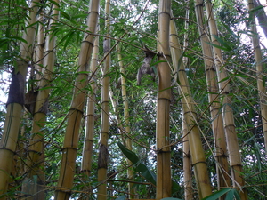 laos - natuur