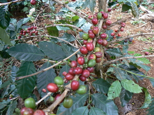 laos - natuur