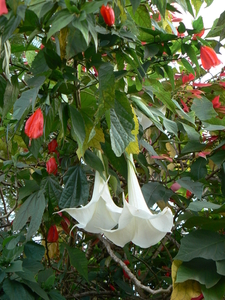 laos - natuur