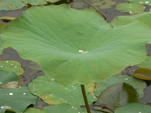 laos - natuur