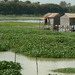 laos - natuur