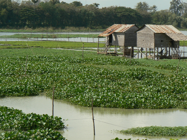 laos - natuur