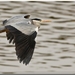 Reiger in de vlucht