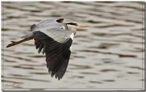 Reiger in de vlucht