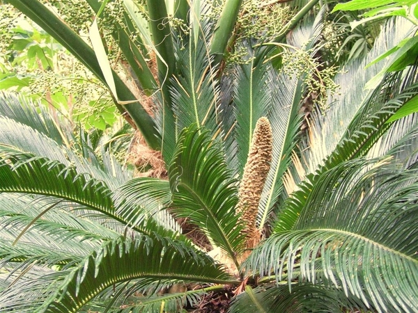 Jardi Botanic Marimurtra