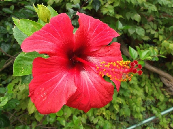 Jardi Botanic Marimurtra