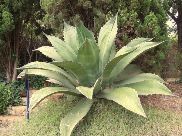 Jardi Botanic Marimurtra