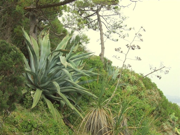 Jardi Botanic Marimurtra
