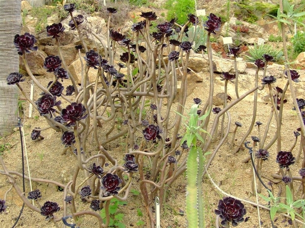 Jardi Botanic Marimurtra