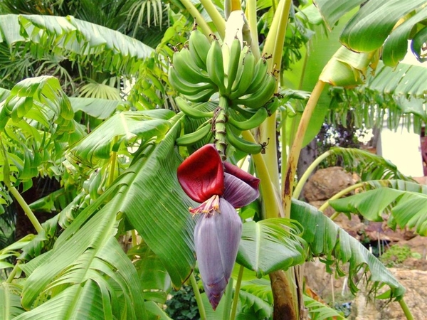 Jardi Botanic Marimurtra