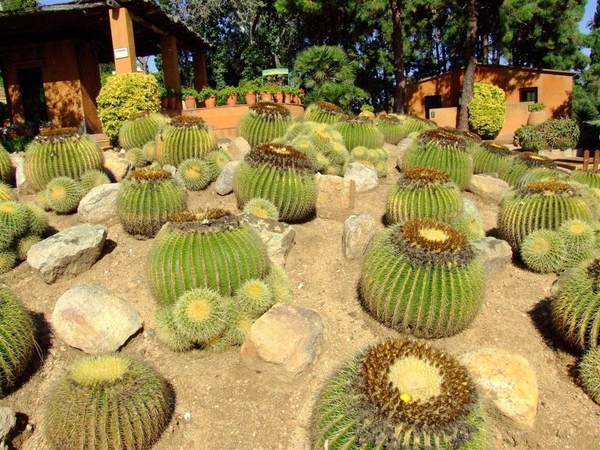 Jardi Botanic Pinya de Rosa