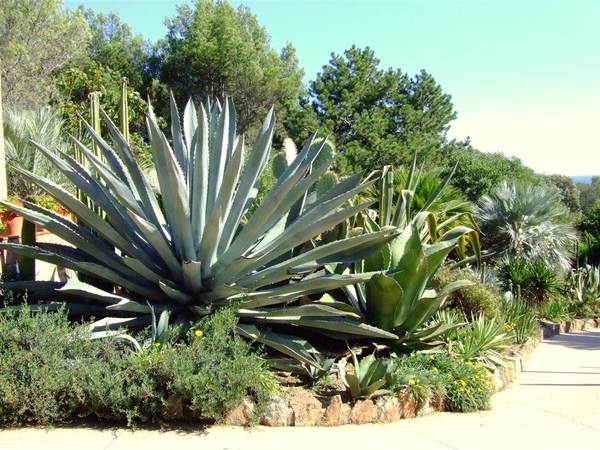 Jardi Botanic Pinya de Rosa