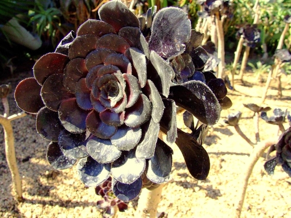 Jardi Botanic Pinya de Rosa