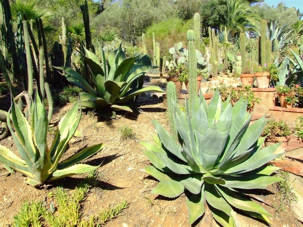 Jardi Botanic Pinya de Rosa