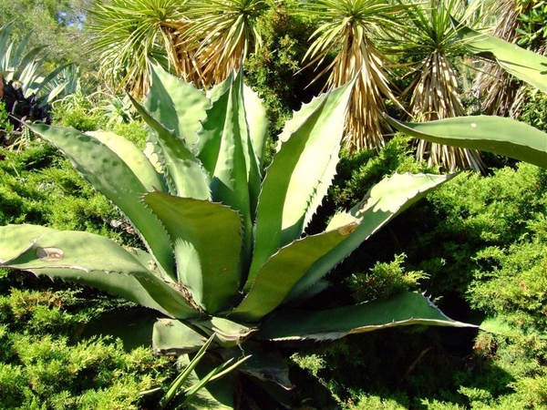 Jardi Botanic Pinya de Rosa