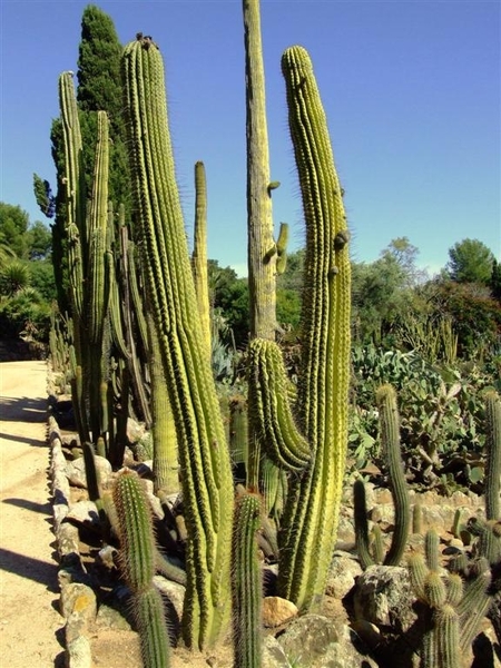 Jardi Botanic Pinya de Rosa