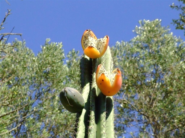 Jardi Botanic Pinya de Rosa