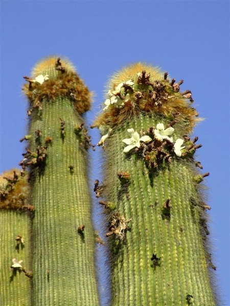 Jardi Botanic Pinya de Rosa