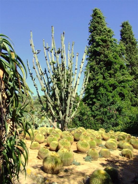 Jardi Botanic Pinya de Rosa