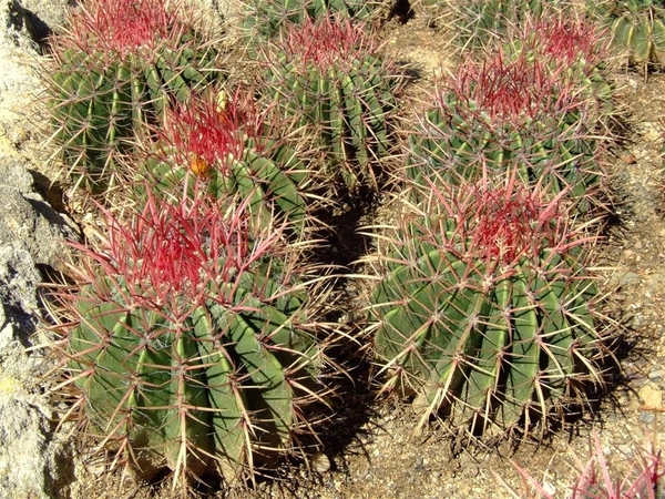 Jardi Botanic Pinya de Rosa