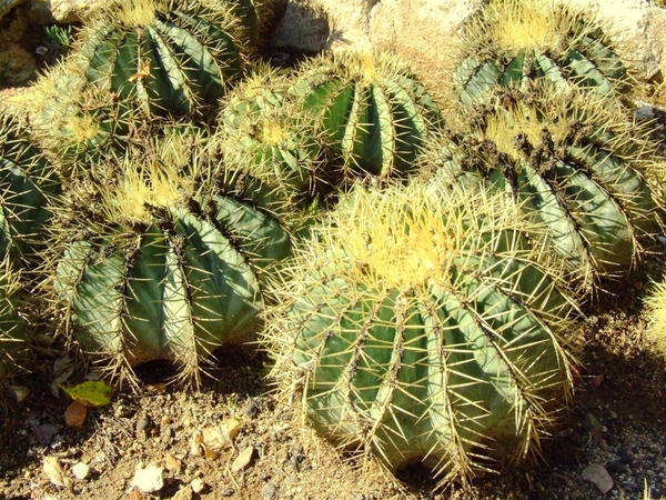 Jardi Botanic Pinya de Rosa