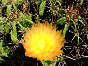 Jardi Botanic Pinya de Rosa