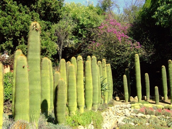 Jardi Botanic Pinya de Rosa