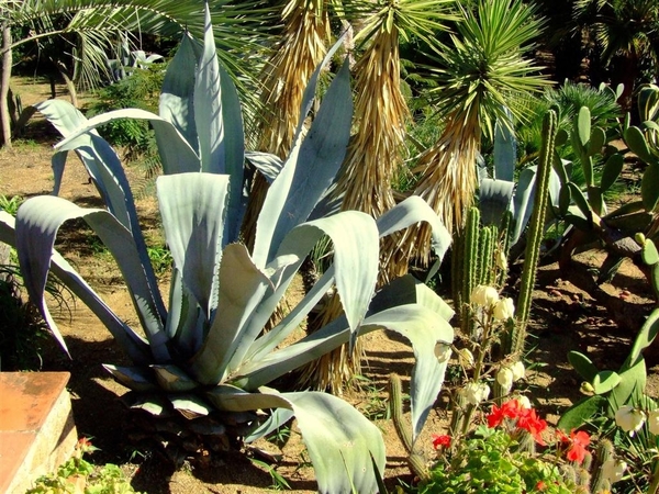 Jardi Botanic Pinya de Rosa