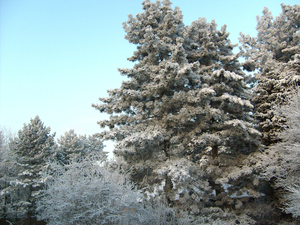 onze tuin - jan.2009