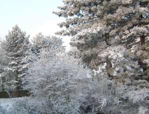 onze tuin - januari 2009