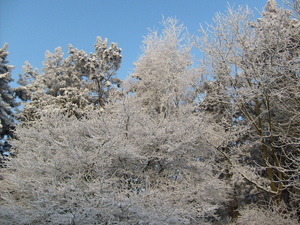 winter in onze tuin