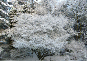 sneeuw in onze tuin